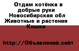 Отдам котёнка в добрые руки - Новосибирская обл. Животные и растения » Кошки   